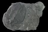 Huge, Elrathia Trilobite Fossil - Utah #139574-1